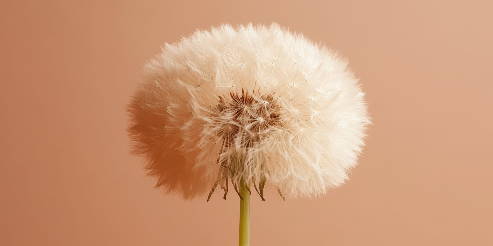 Close-up view of a dandelion puff against a soft peach background showcasing intricate details and delicate petals